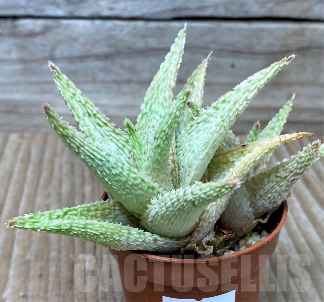 SHPR15301 Aloe hybrid - Image 2