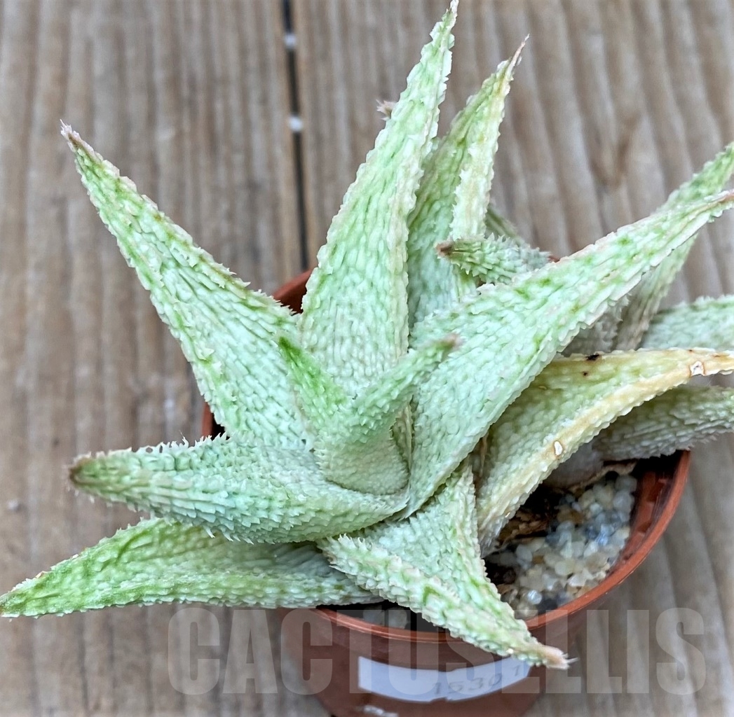 SHPR15301 Aloe hybrid