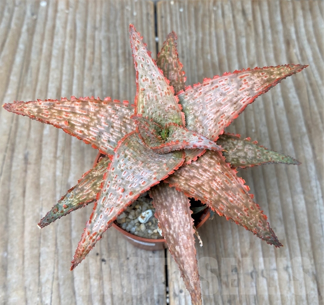 SHPR15304 Aloe hybrid