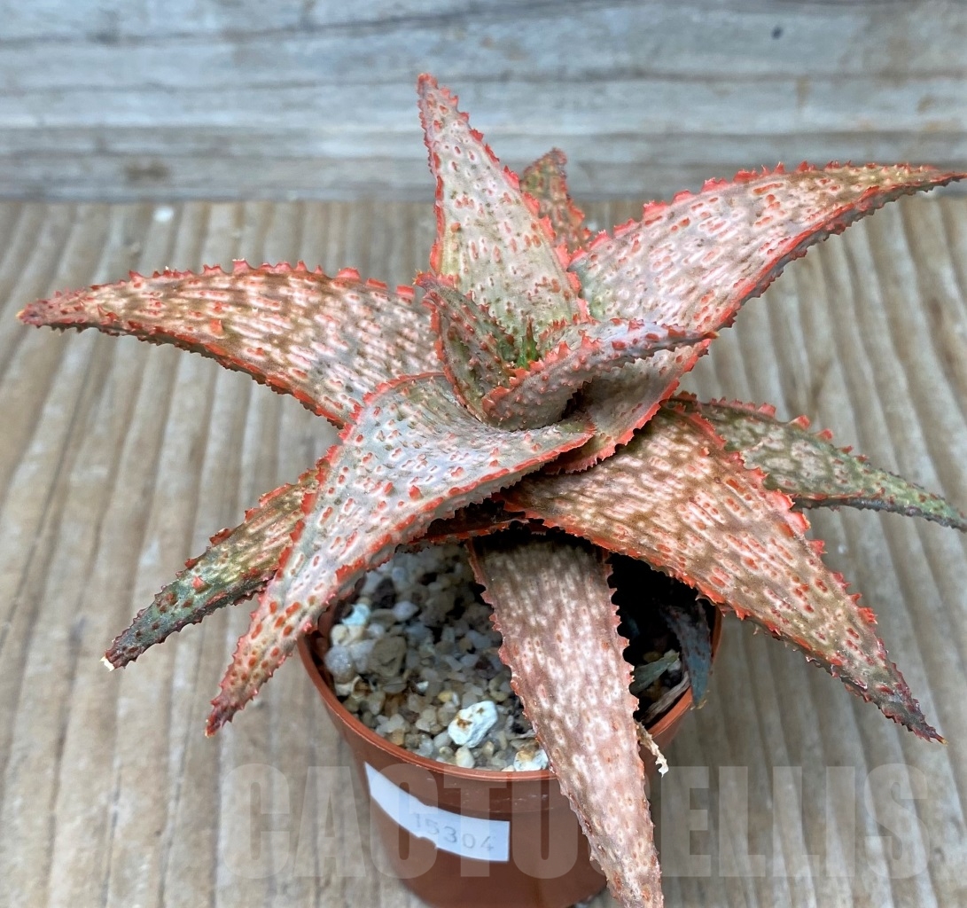 SHPR15304 Aloe hybrid - Image 2