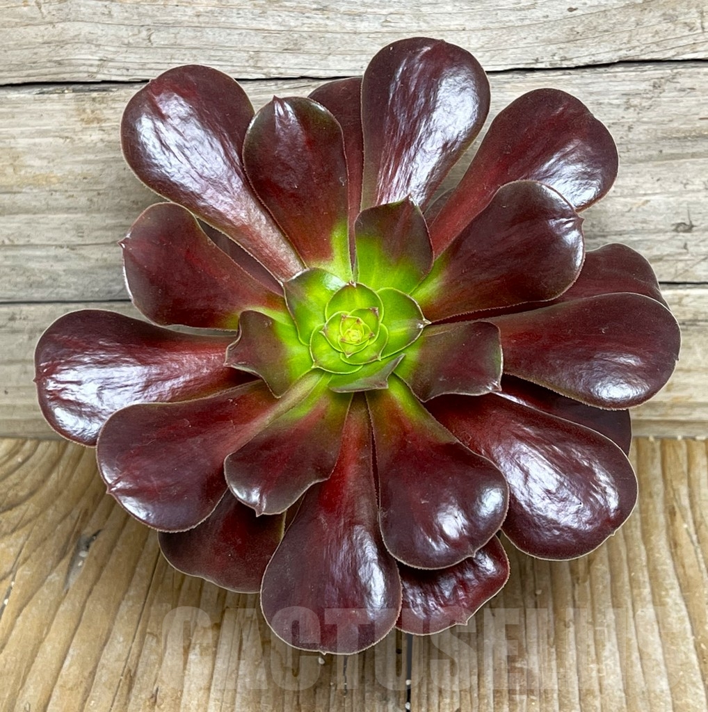 SHPR15373 Aeonium 'Velour'