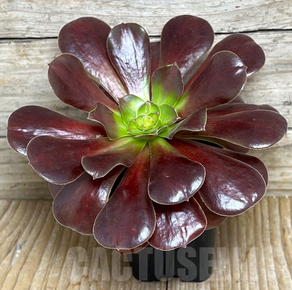 SHPR15373 Aeonium 'Velour' - Image 2