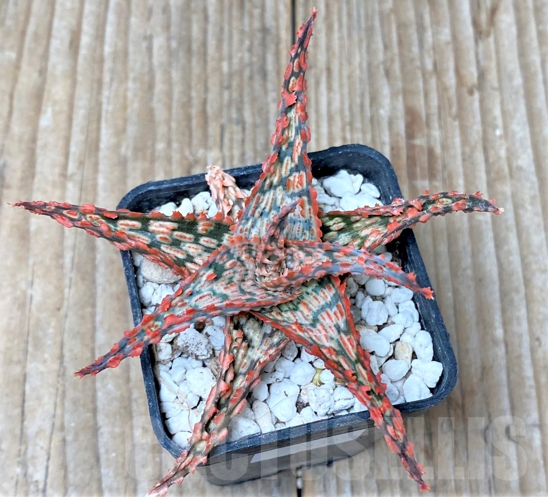 SHPR15305 Aloe hybrid - Imagen 2