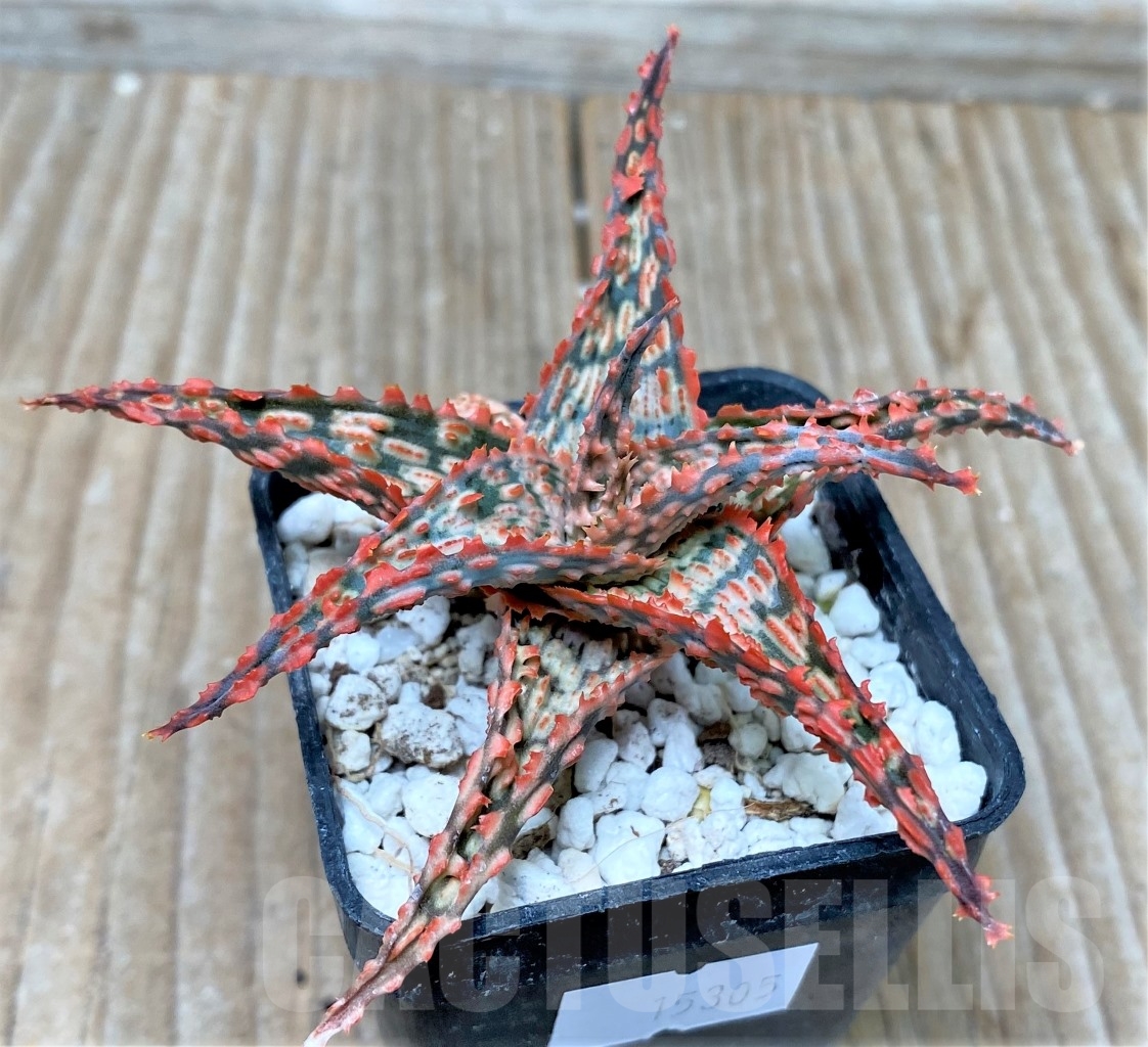 SHPR15305 Aloe hybrid