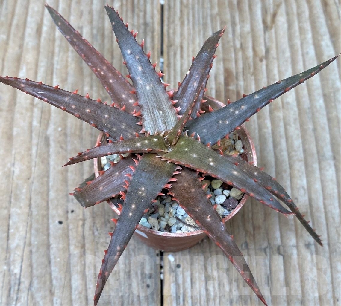 SHPR15308 Aloe hybrid