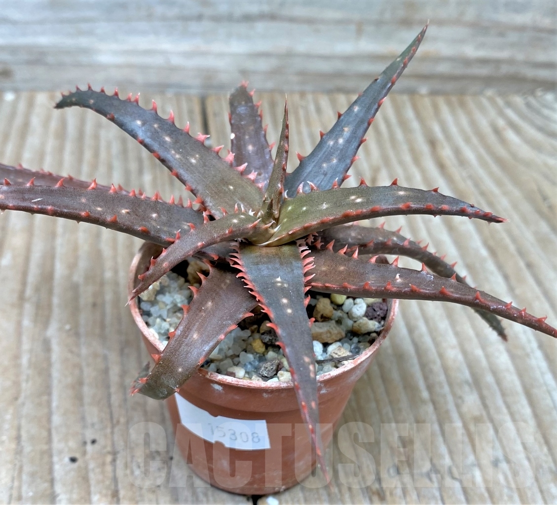 SHPR15308 Aloe hybrid - 画像 (2)