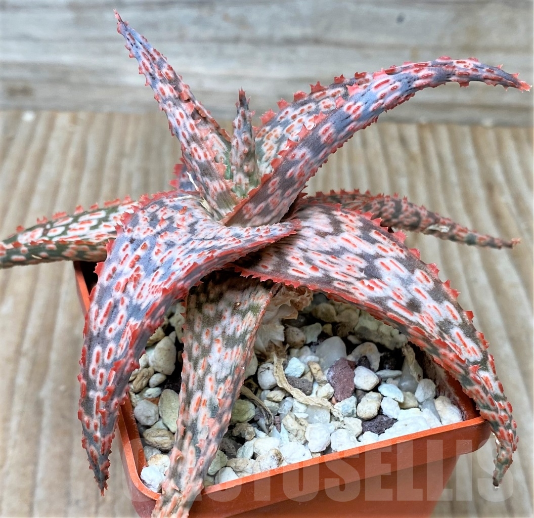 SHPR15309 Aloe 'Franco' x 'Vito' x Aloe sp.