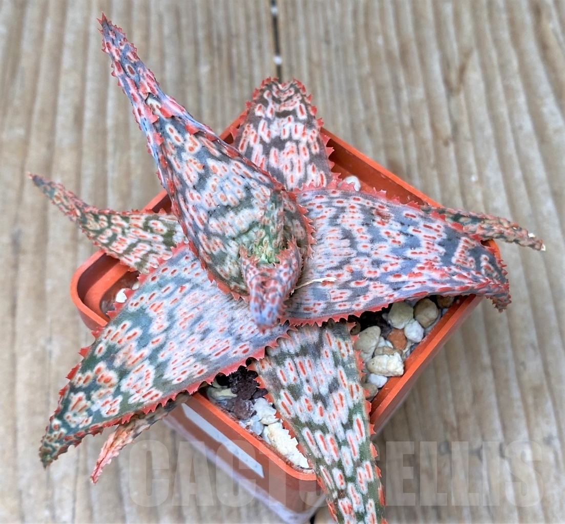 SHPR15309 Aloe 'Franco' x 'Vito' x Aloe sp. - Зображення 2