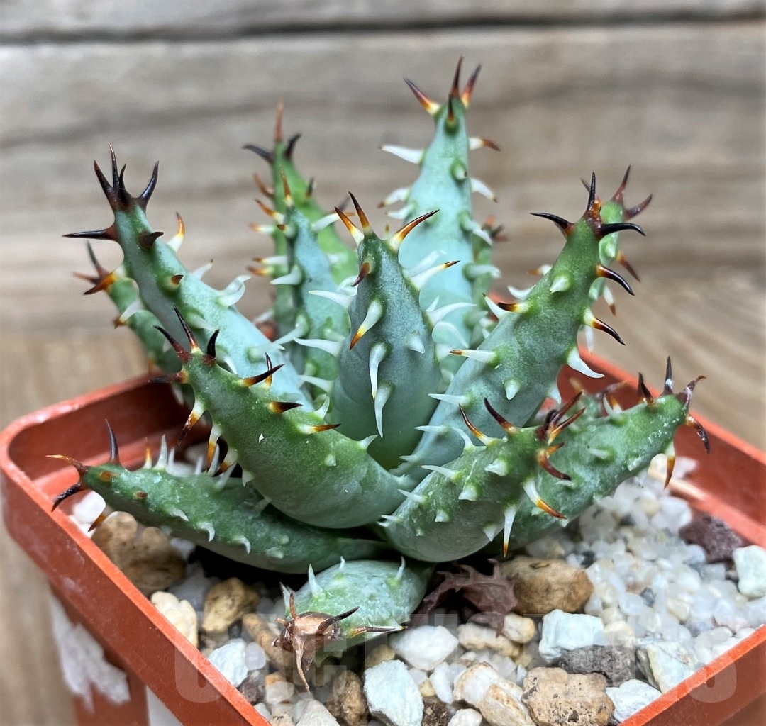 SHPR15310 Aloe erinacea