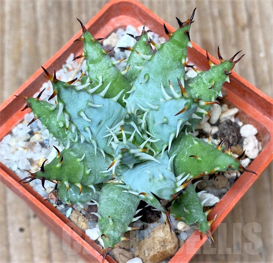 SHPR15310 Aloe erinacea - immagine 2