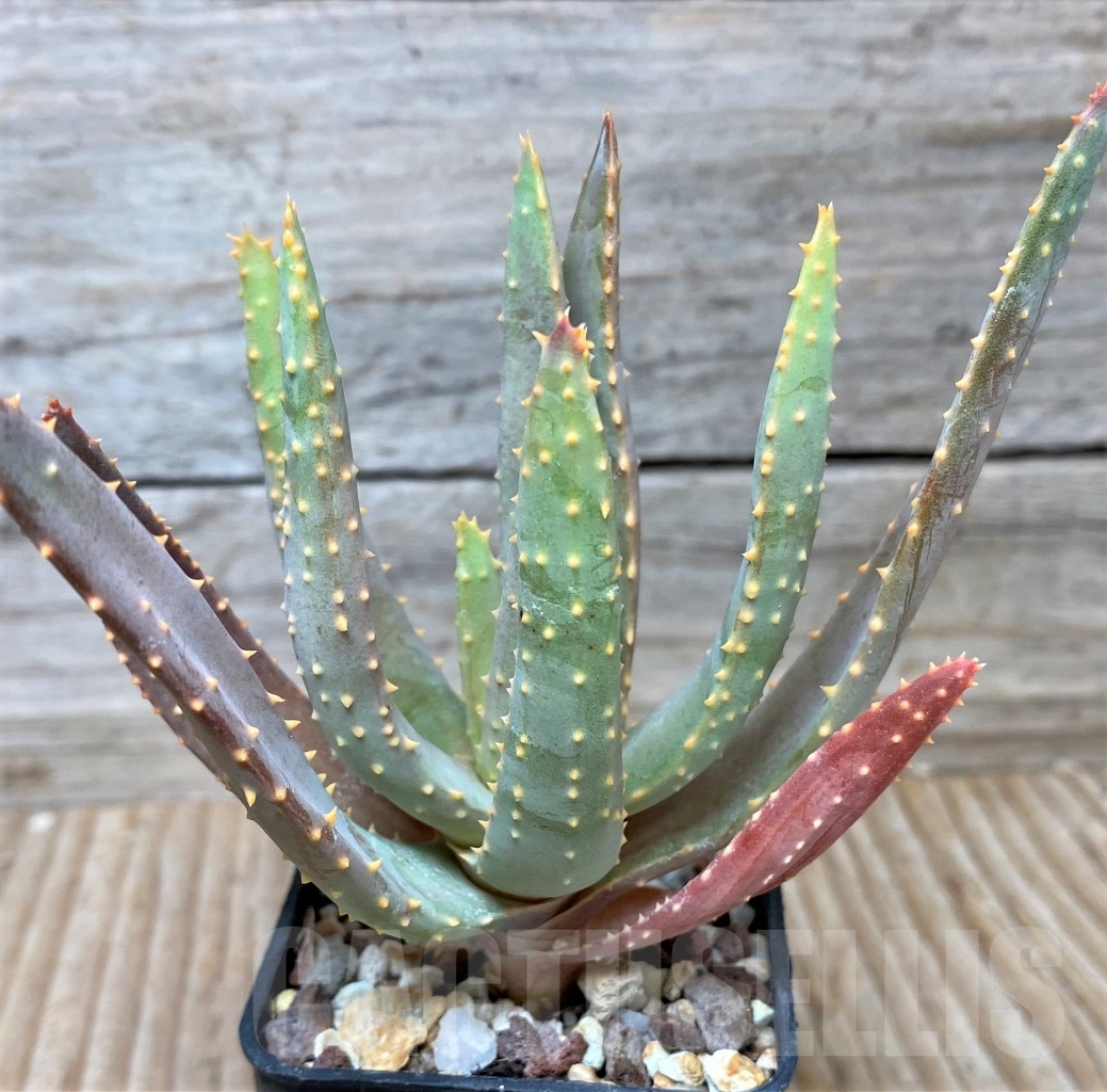 SHPR15311 Aloe dichotoma - Image 2