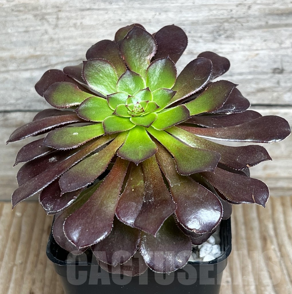 SHPR15379 Aeonium 'Red Garnet' - immagine 2