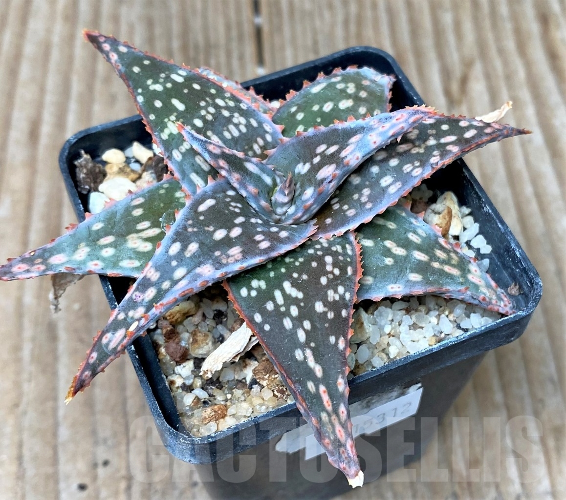 SHPR15312 Aloe sp. x 'Christmas Carol'