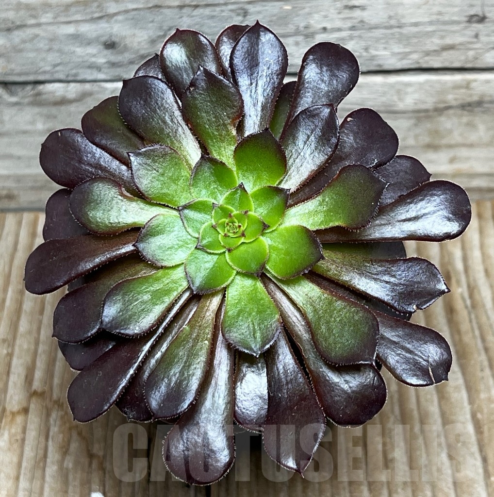 SHPR15379 Aeonium 'Red Garnet'