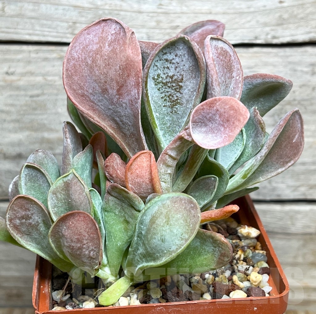 SHPR15382 Kalanchoe thyrsiflora 'Monstruosa'