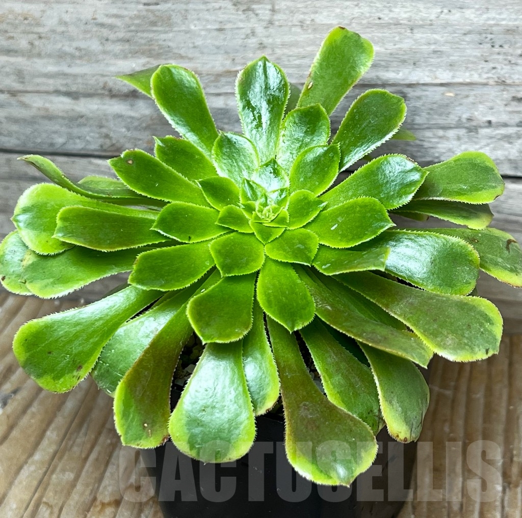 SHPR15388 Aeonium 'Fiesta' - Image 2