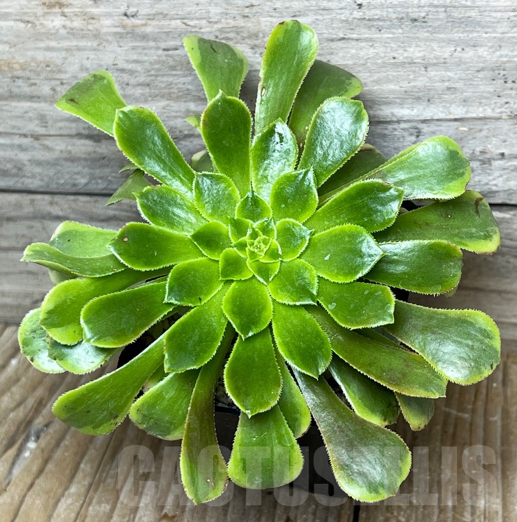 SHPR15388 Aeonium 'Fiesta'