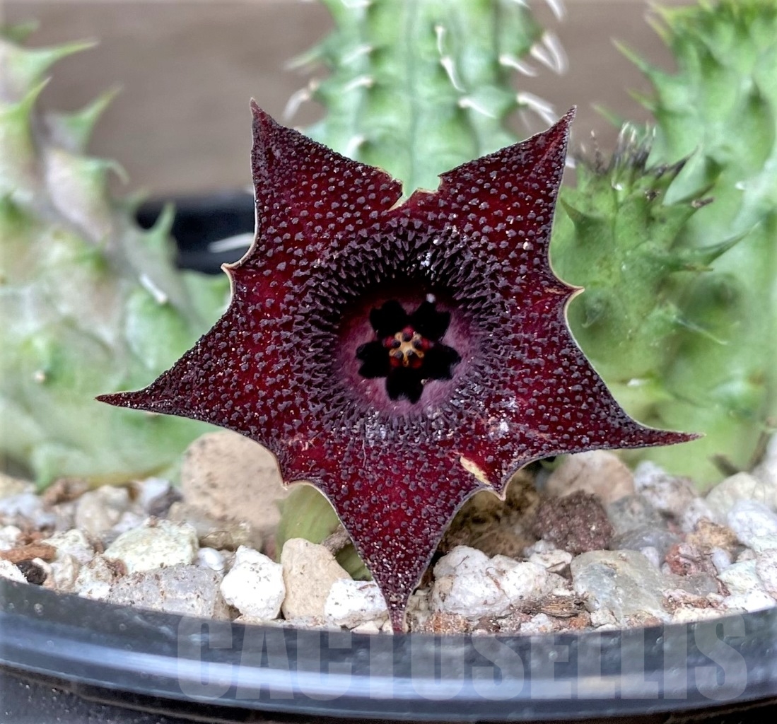 SHPR15362 Huernia Schneideriana 'Red Dragon'