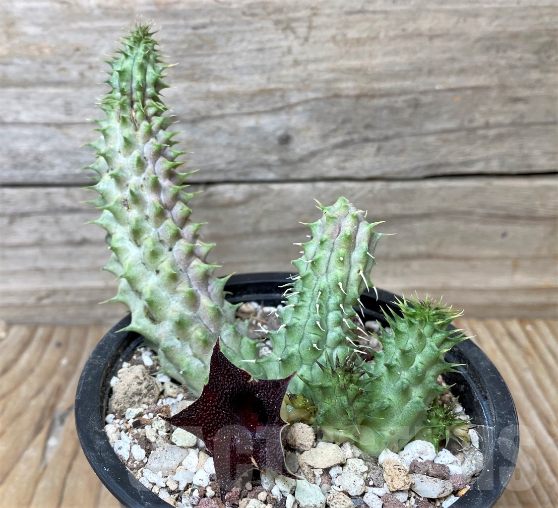 SHPR15362 Huernia Schneideriana 'Red Dragon' - Image 2