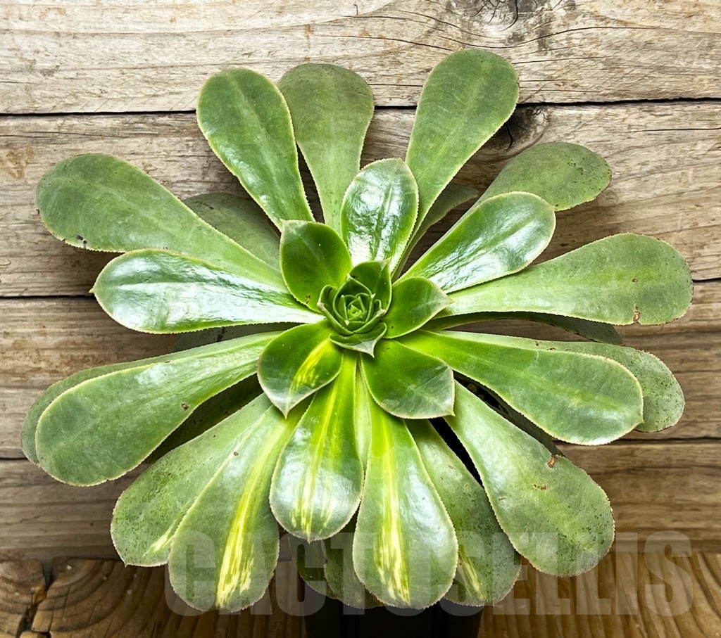 SHPR15393 Aeonium 'Lemon Lime'