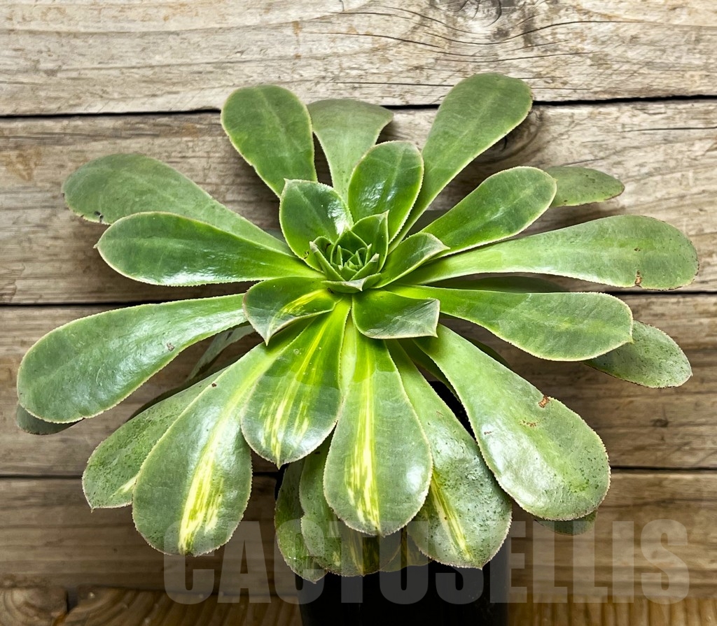 SHPR15393 Aeonium 'Lemon Lime' - Image 2