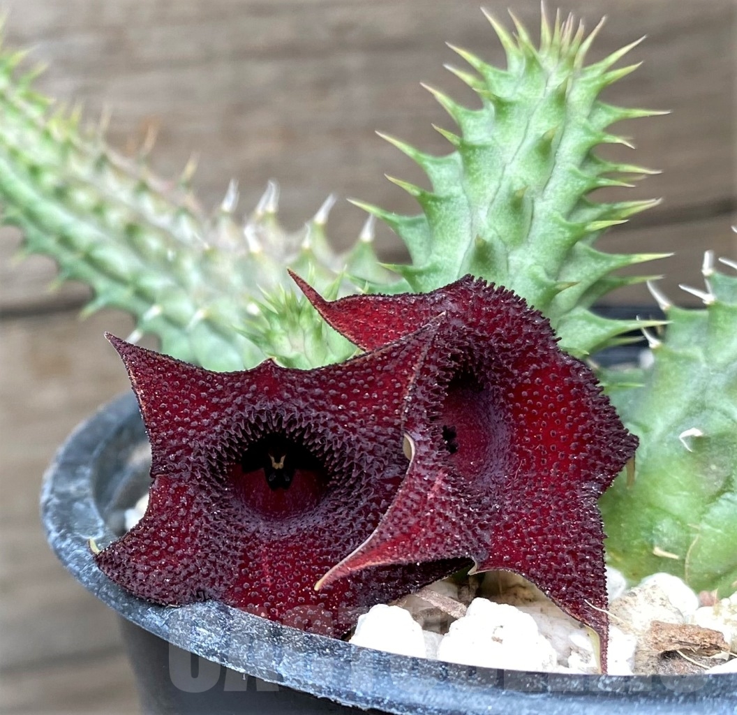 SHPR15361 Huernia Schneideriana 'Red Dragon'