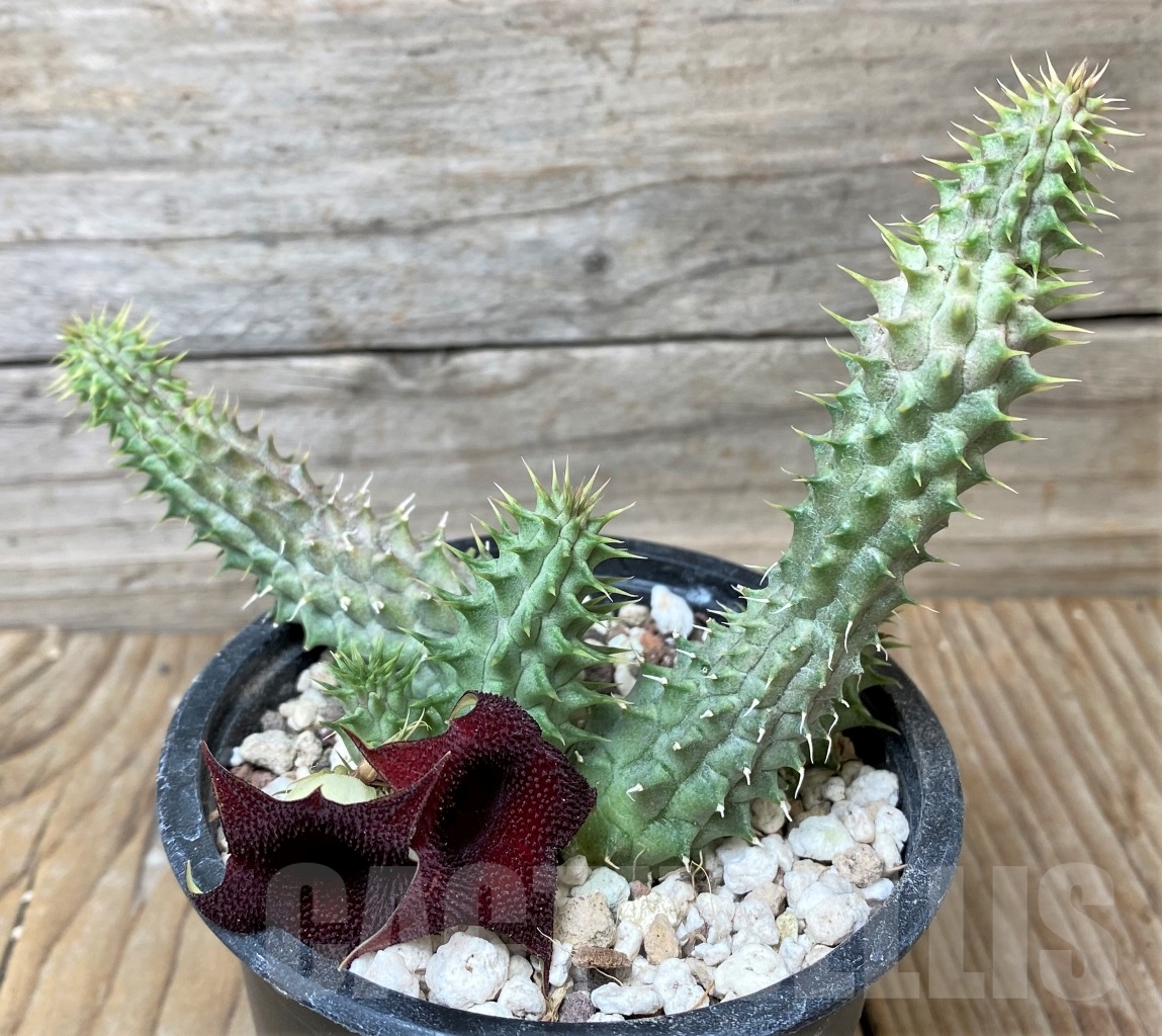 SHPR15363 Huernia Schneideriana 'Red Dragon'