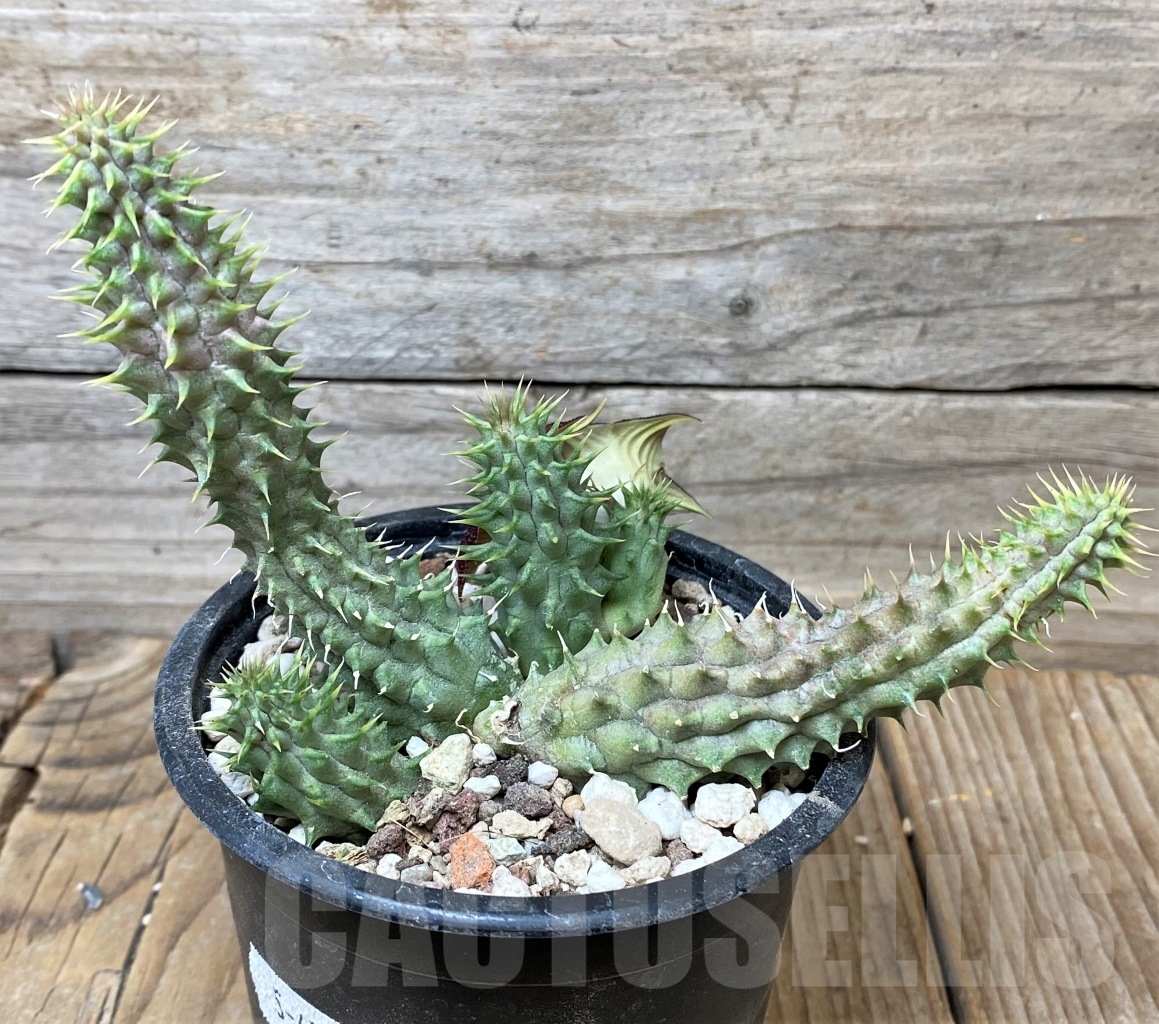 SHPR15363 Huernia Schneideriana 'Red Dragon' – Bild 2