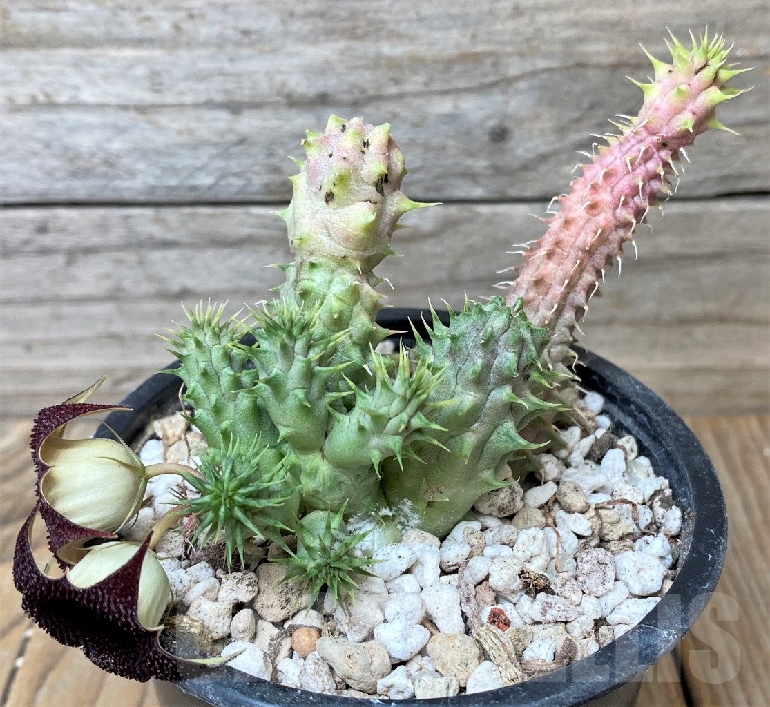 SHPR15364 Huernia Schneideriana 'Red Dragon' - Imagen 2