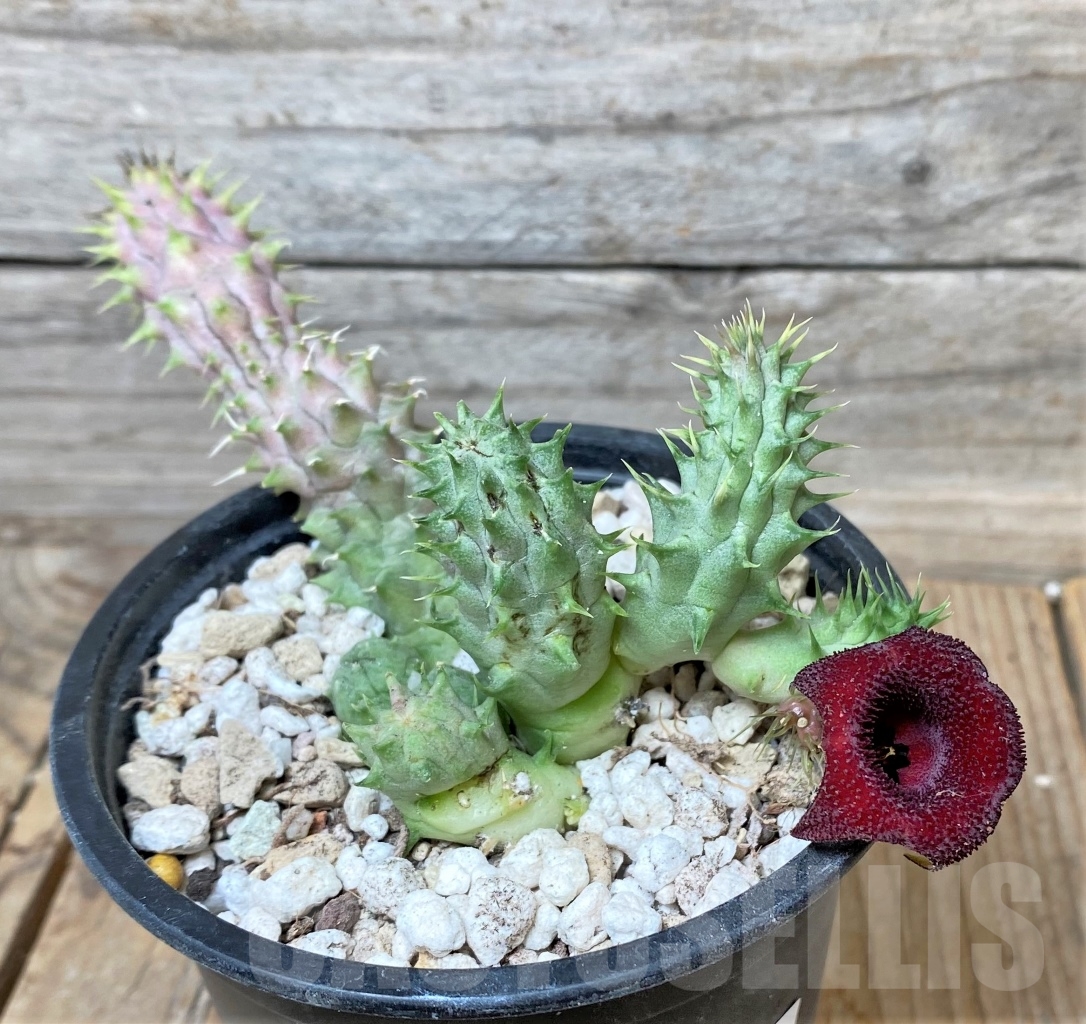 SHPR15364 Huernia Schneideriana 'Red Dragon'