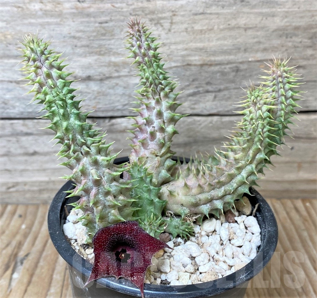 SHPR15365 Huernia Schneideriana 'Red Dragon'