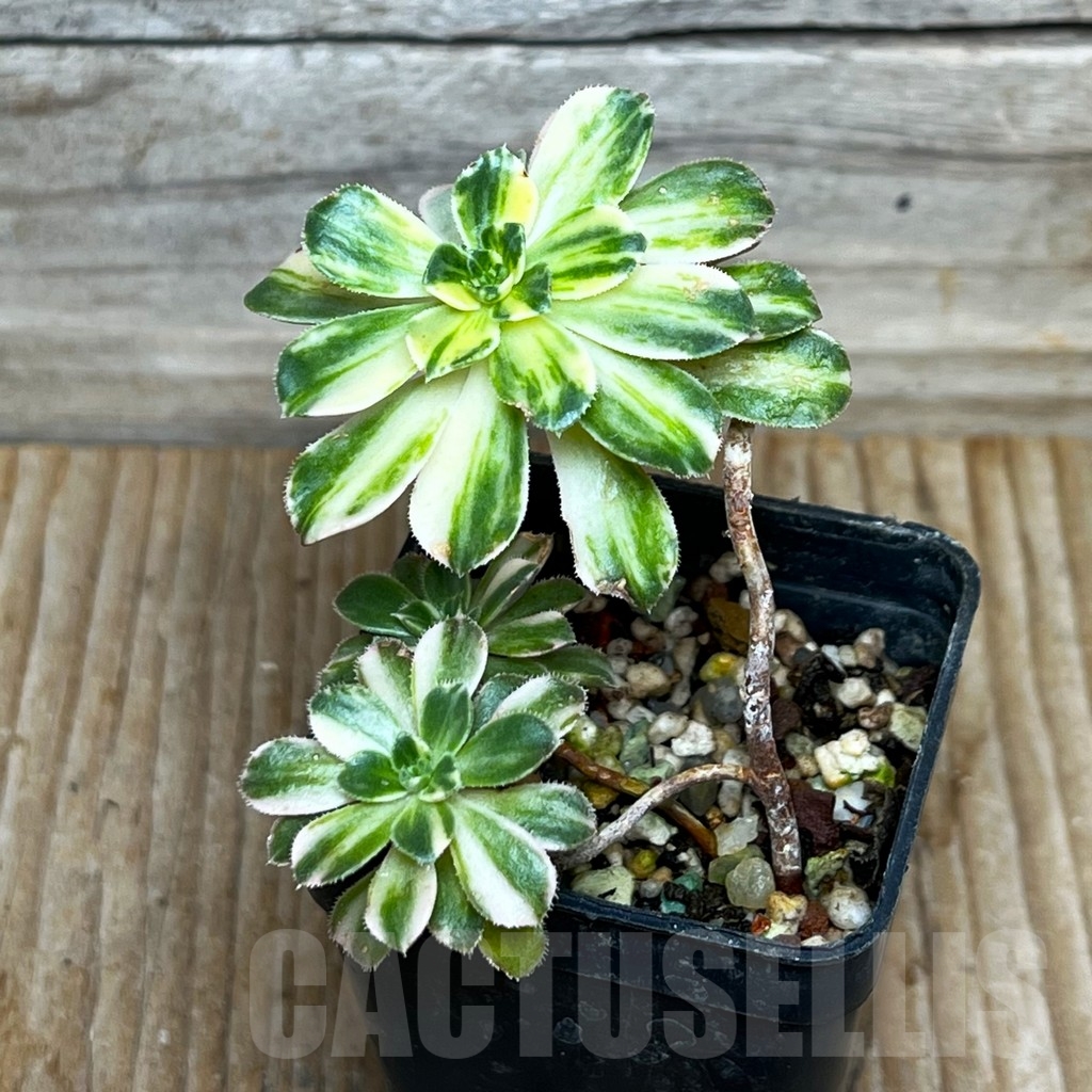 SHPR15397 Aeonium castello-paivae f. variegata