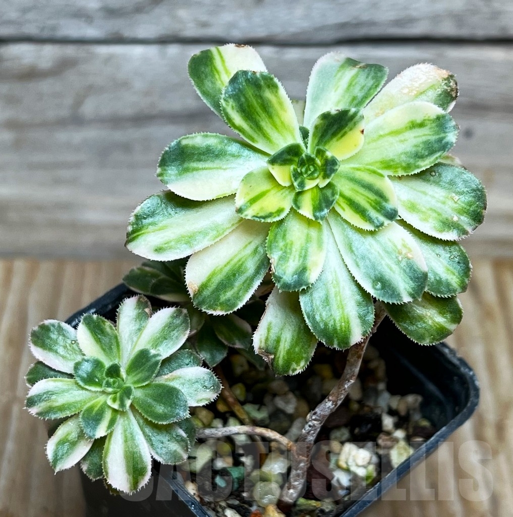 SHPR15397 Aeonium castello-paivae f. variegata - Obrázek 2