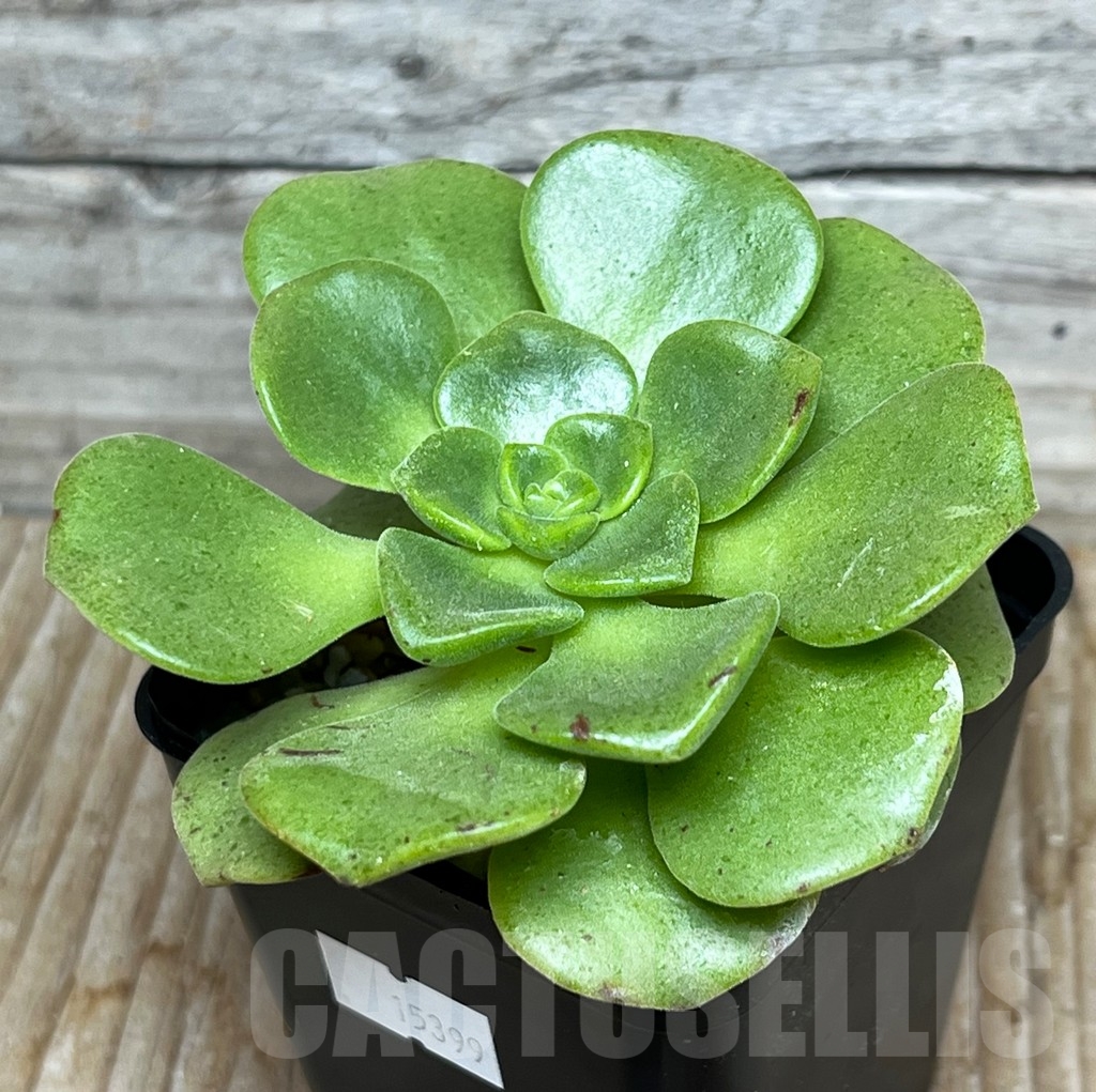 SHPR15399 Aeonium 'Lily Pad' - Image 2