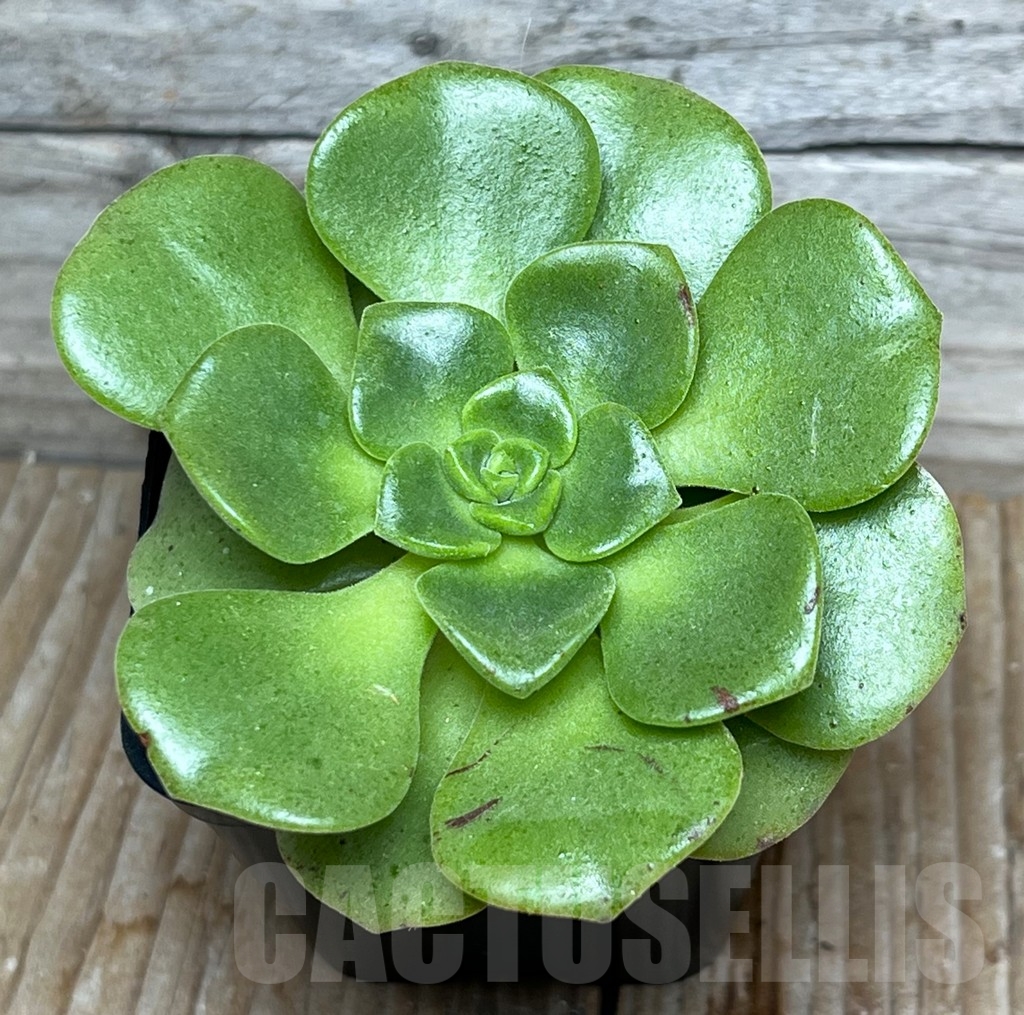 SHPR15399 Aeonium 'Lily Pad'