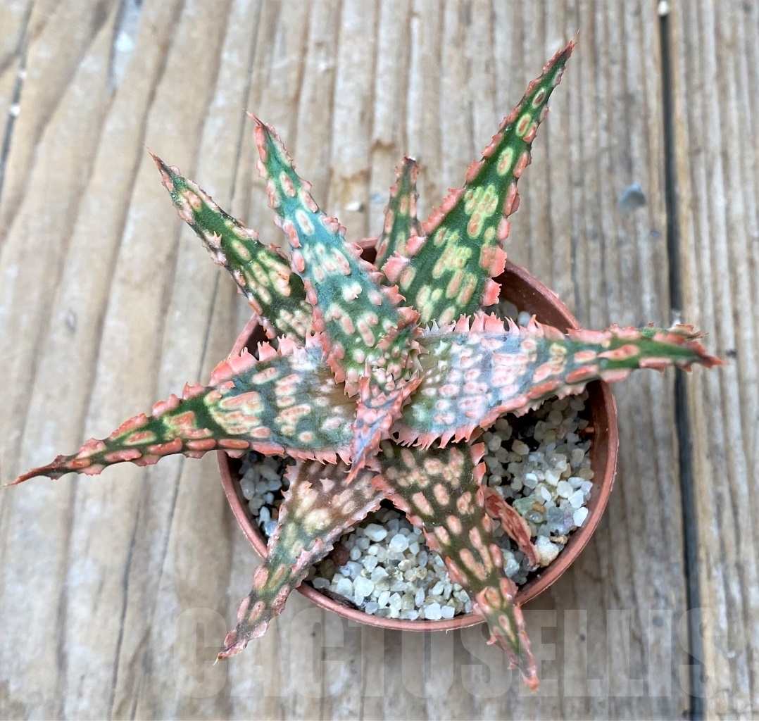 SHPR6511 Aloe hybrid - Image 2