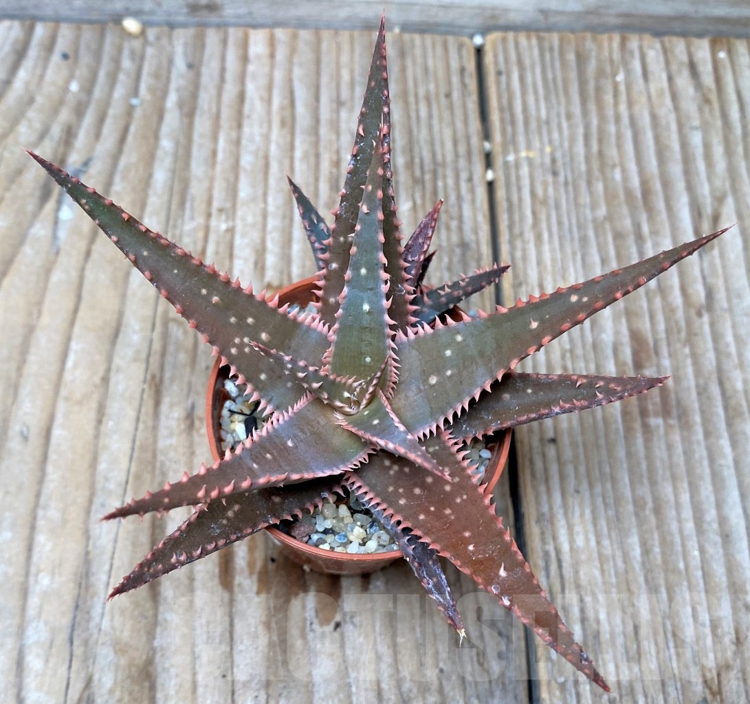 SHPR6513 Aloe hybrid - Imagen 2