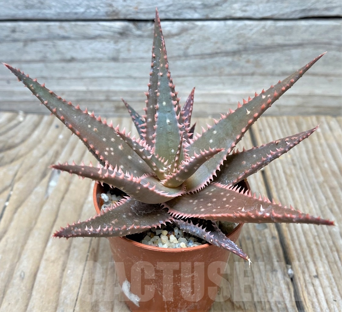 SHPR6513 Aloe hybrid