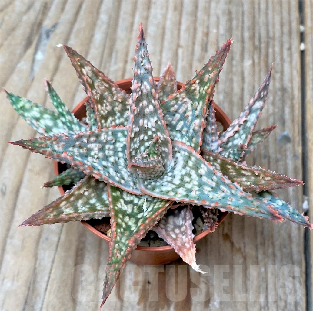 SHPR6514 Aloe hybrid - Image 2