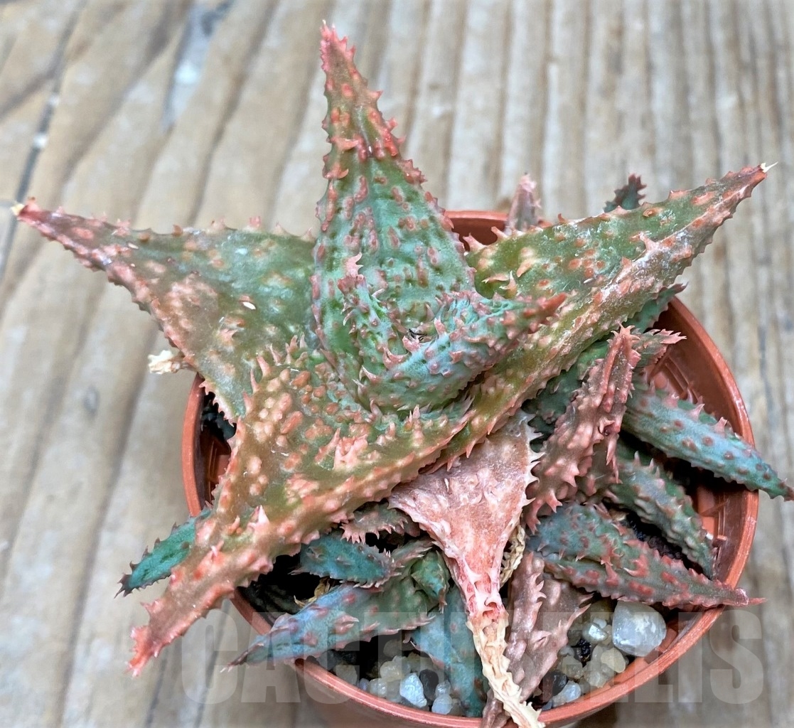 SHPR6515 Aloe hybrid