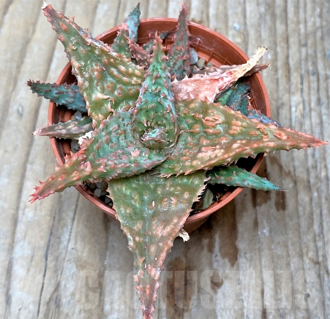 SHPR6515 Aloe hybrid - Image 2