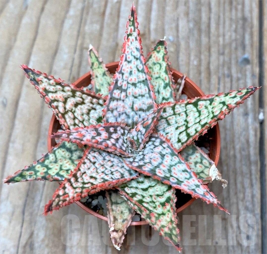 SHPR6516 Aloe hybrid - immagine 2