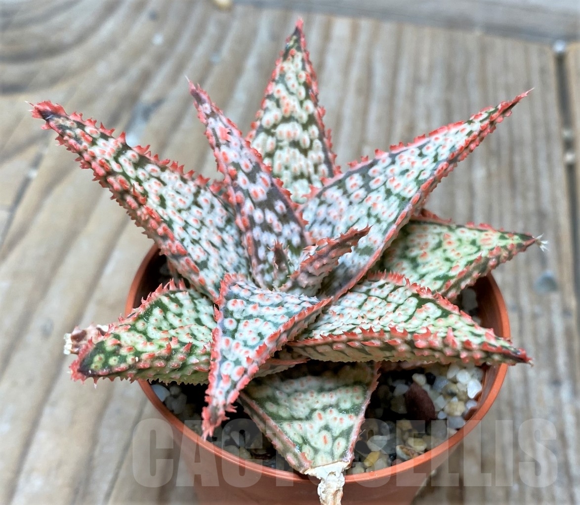 SHPR6516 Aloe hybrid