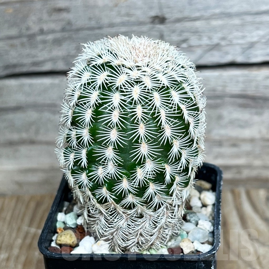 SHPR15409 Echinocereus reichenbachii, SB387