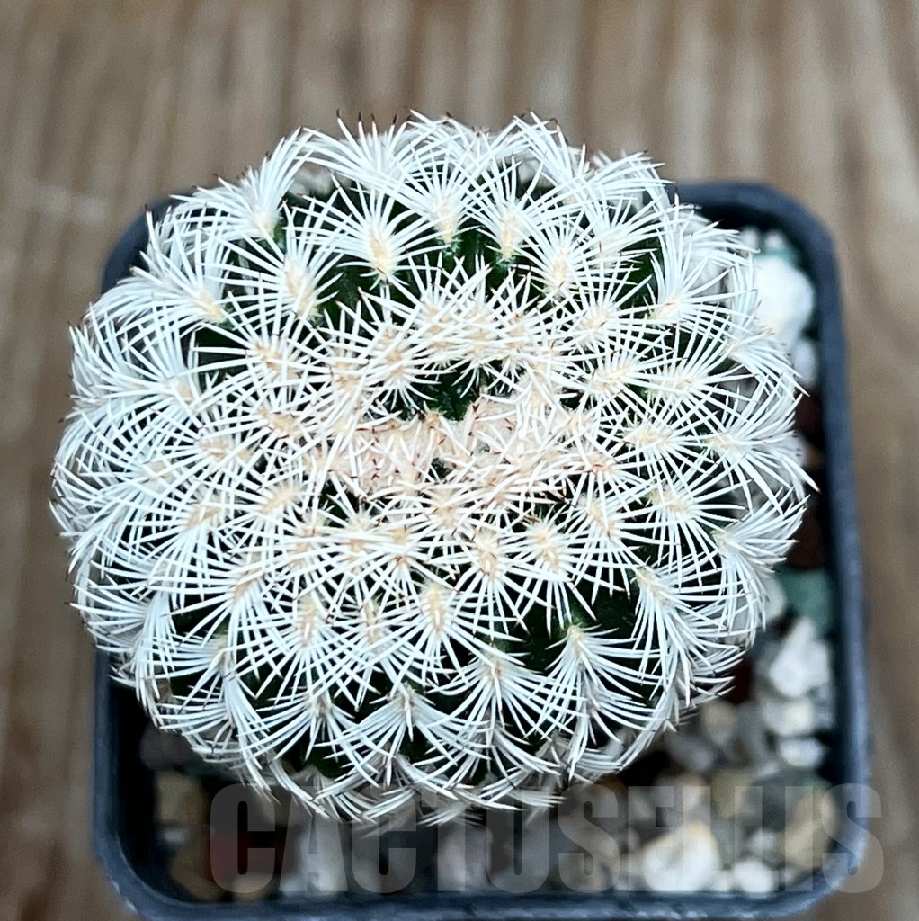 SHPR15409 Echinocereus reichenbachii, SB387 - Obrázek 2