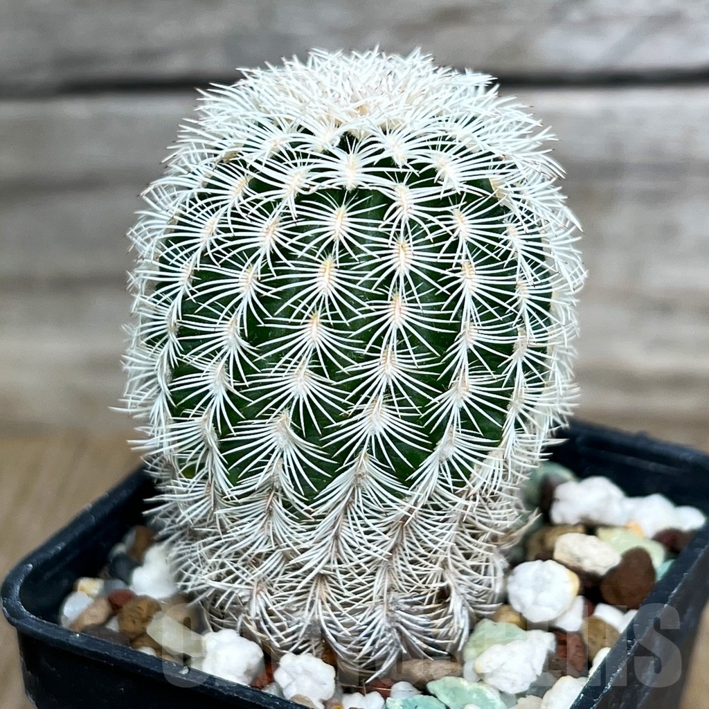 SHPR15410 Echinocereus reichenbachii, SB387