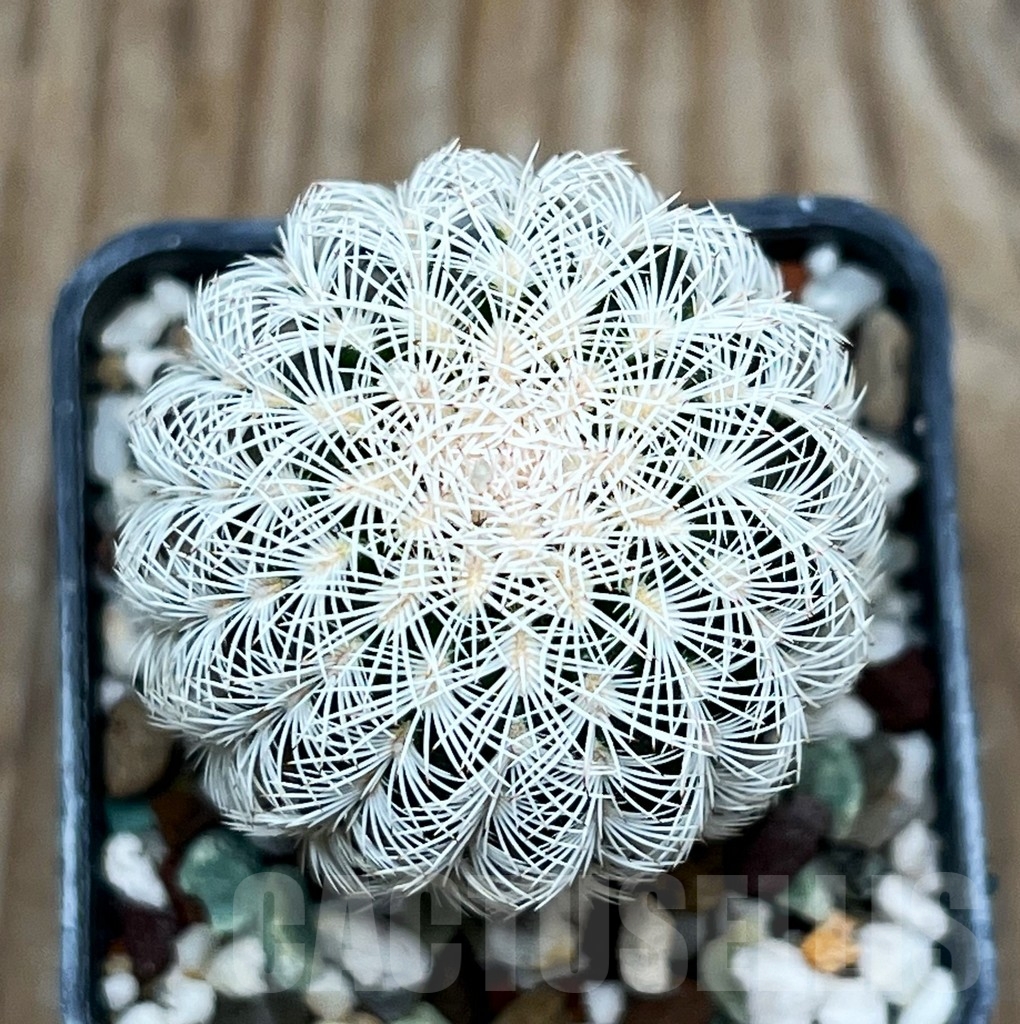 SHPR15410 Echinocereus reichenbachii, SB387 – Bild 2