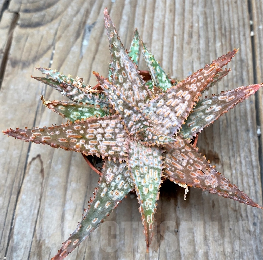 SHPR6519 Aloe hybrid - Image 2