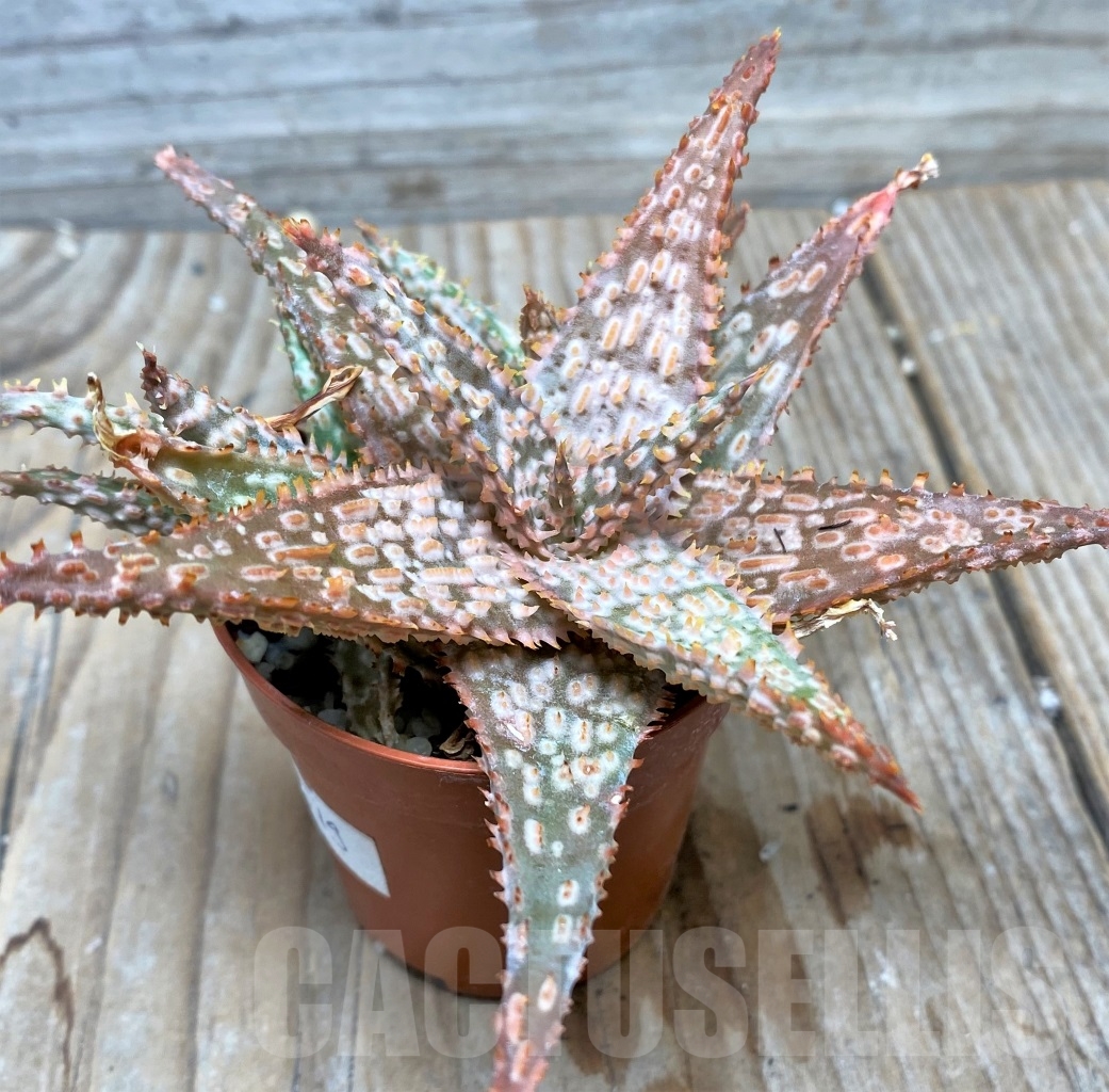 SHPR6519 Aloe hybrid