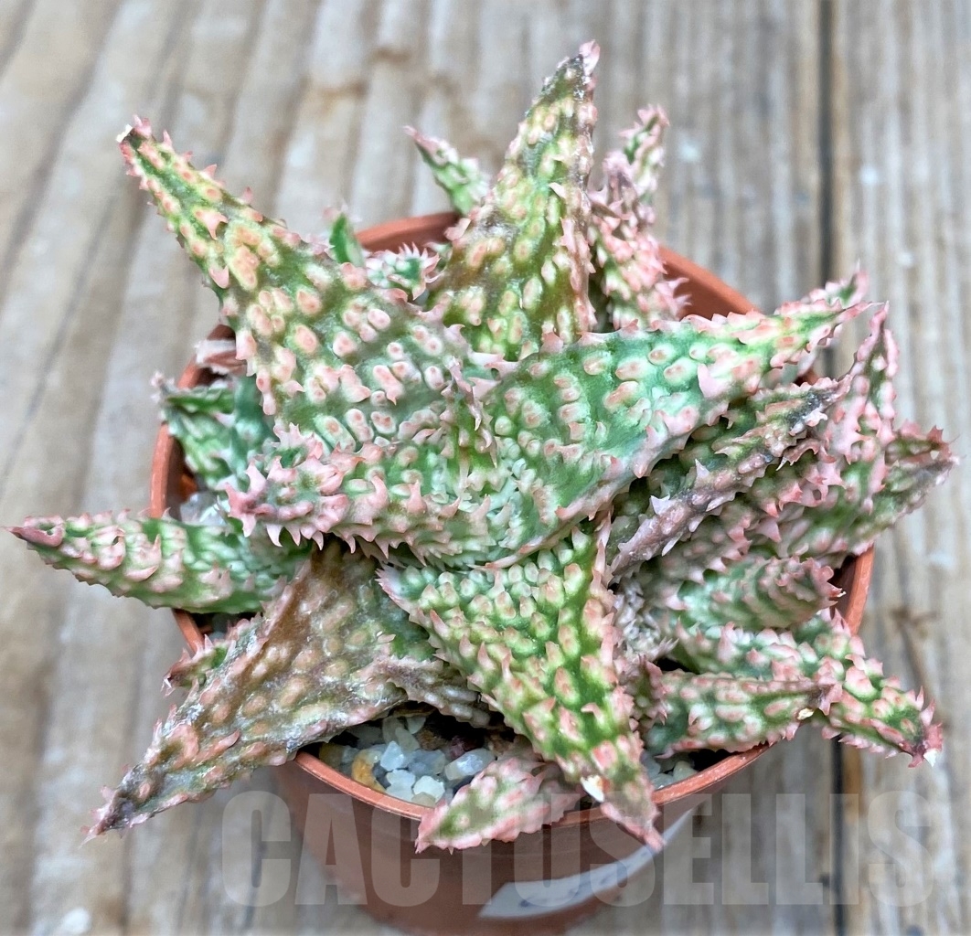 SHPR6504 Aloe hybrid